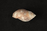 藏品(橄欖螺)的圖片